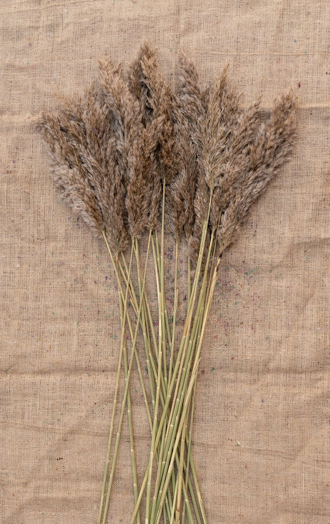 15 Adet Pampas Natural