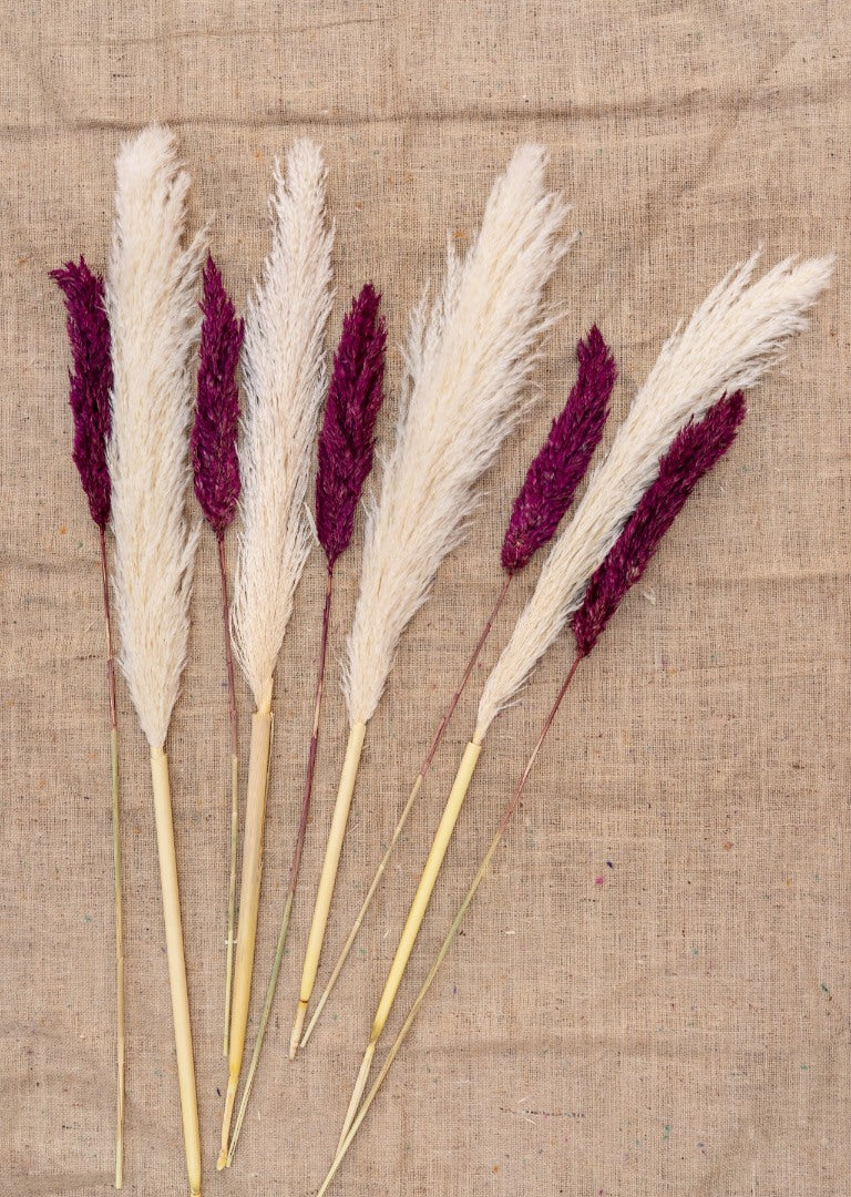 4 Adet Pamuklu Pampas 10 Adet Pampas