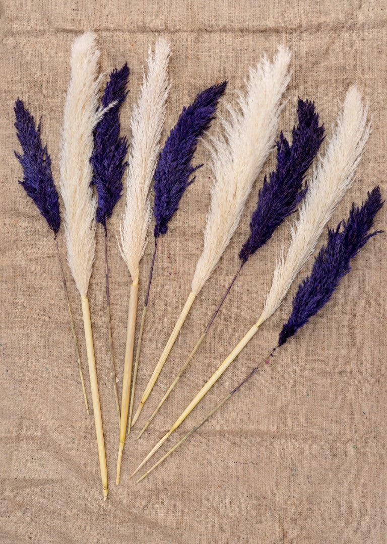 4 Adet Pamuklu Pampas 10 Adet Pampas